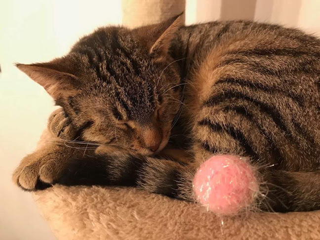 Cat Caffe Zagreb - Gastronomija i ugostiteljstvo