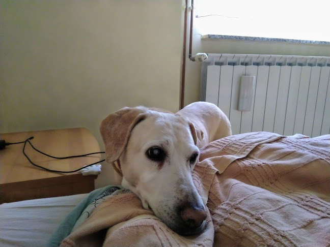 Opinii despre Caffe Bar Martell în Bjelovar - Gastronomija i ugostiteljstvo