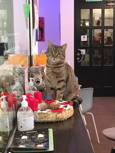 Comentarii opinii despre Cat Caffe Zagreb