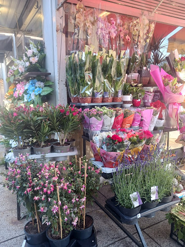 Comentarii opinii despre Cvjećarnica Tuberoza