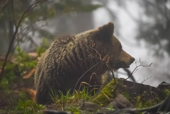 Comentarii opinii despre Gorski kotar Pansion