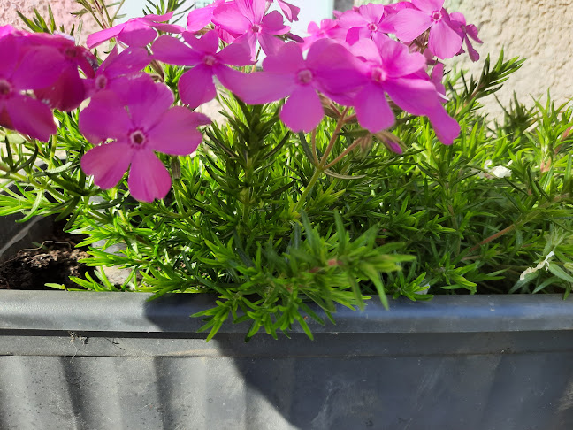 Comentarii opinii despre La Poa