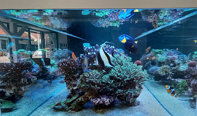 Comentarii opinii despre Caffe Bar Blue Up