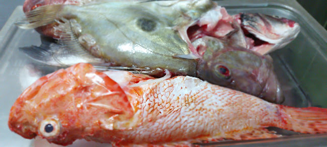 Kod Barba Luke - Stari Grad