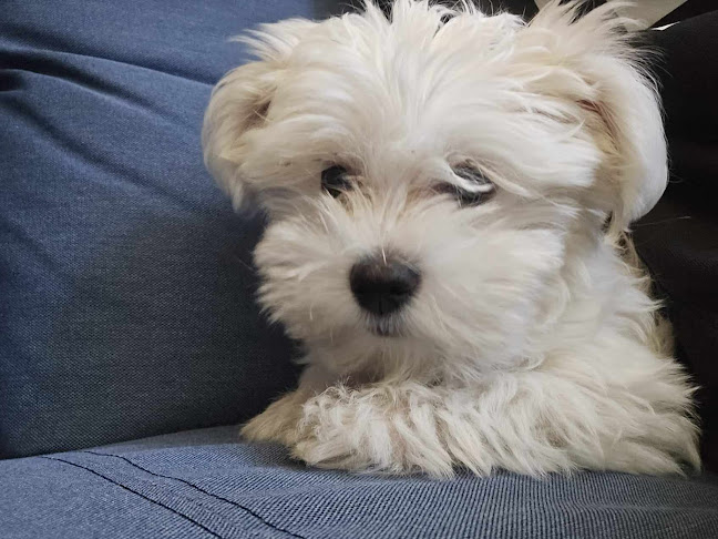 Comentarii opinii despre Caffe Bar As