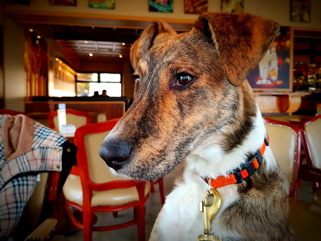 Comentarii opinii despre Caffe bar Jazavac