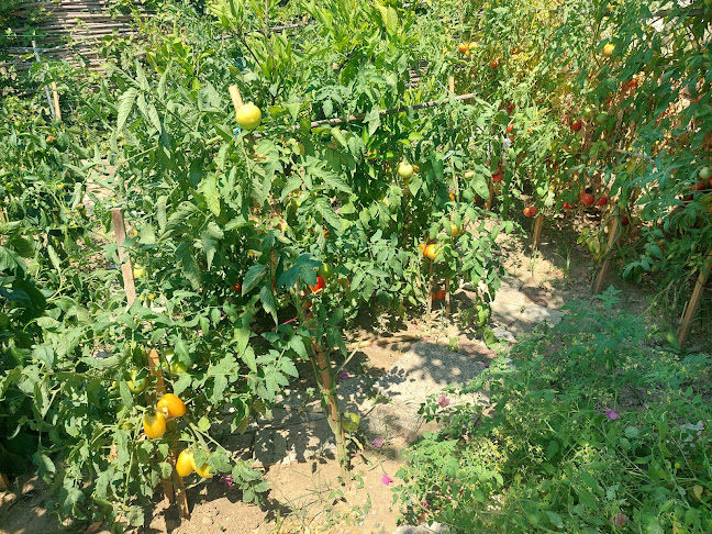 Gostionica Kod Bujola - Gastronomija i ugostiteljstvo