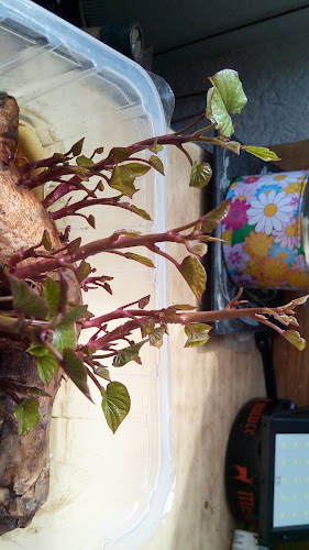 Ul. Braće Radić 18, 42000, Varaždin