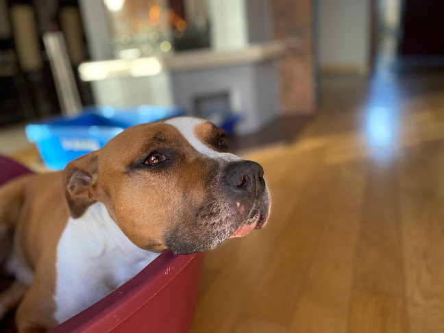 Comentarii opinii despre Pizzeria F&L