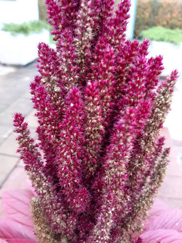 Caffe bar Tom - Samobor