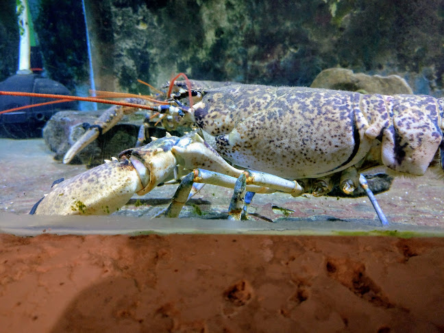 Comentarii opinii despre Green bar - Artatore